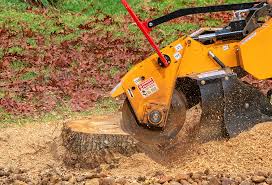 Best Tree Maintenance Programs  in Freedom, CA