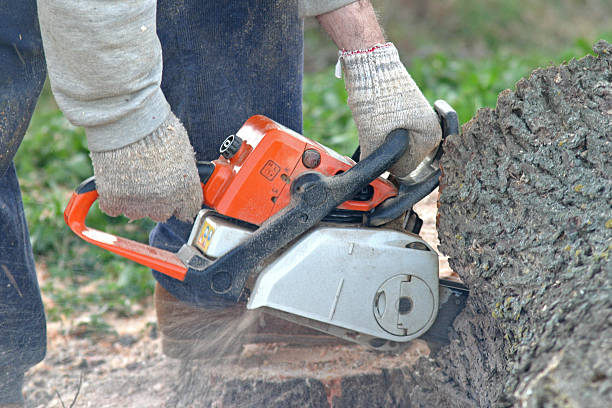 Best Lot and Land Clearing  in Freedom, CA